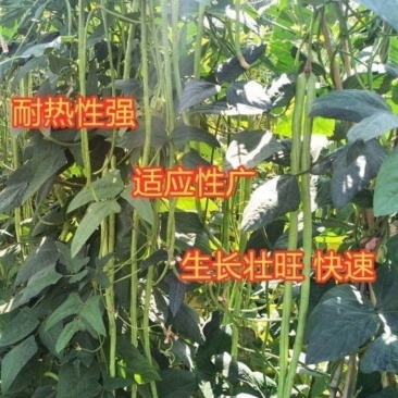 十里青豇豆种子四季播高产豇豆种绿条特长豆角春播架豆