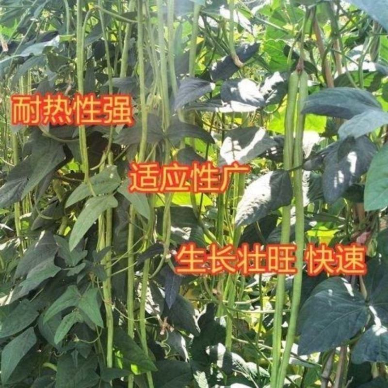 十里青豇豆种子四季播高产豇豆种绿条特长豆角春播架豆
