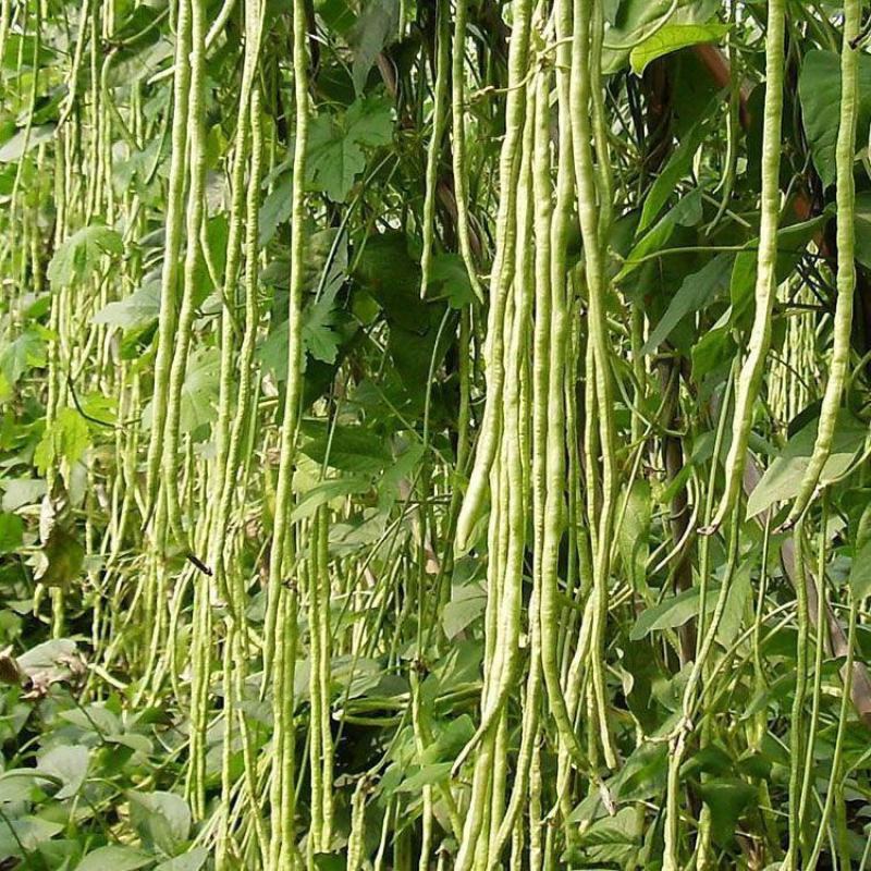 十里青豇豆种子四季播高产豇豆种绿条特长豆角春播架豆