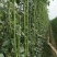 十里青豇豆种子四季播高产豇豆种绿条特长豆角春播架豆