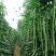 十里青豇豆种子四季播高产豇豆种绿条特长豆角春播架豆