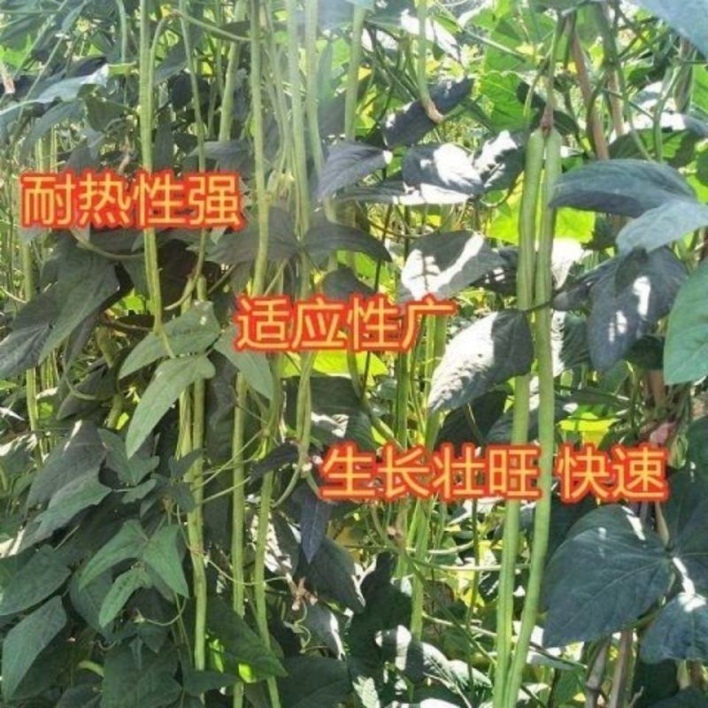 十里青豇豆种子四季播高产豇豆种绿条特长豆角春播架豆