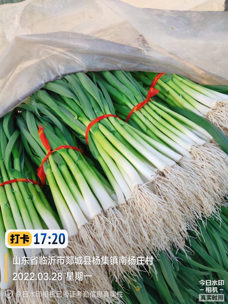 红根蒜苗50~60cm，精品水洗，按老板要求现场加工质