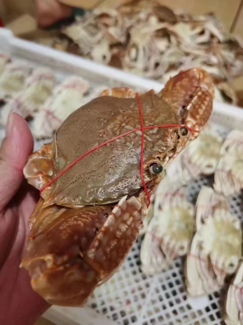 扁蟹(梭子蟹)，肉蟹，花盖蟹，石头蟹，小件试样8斤1件