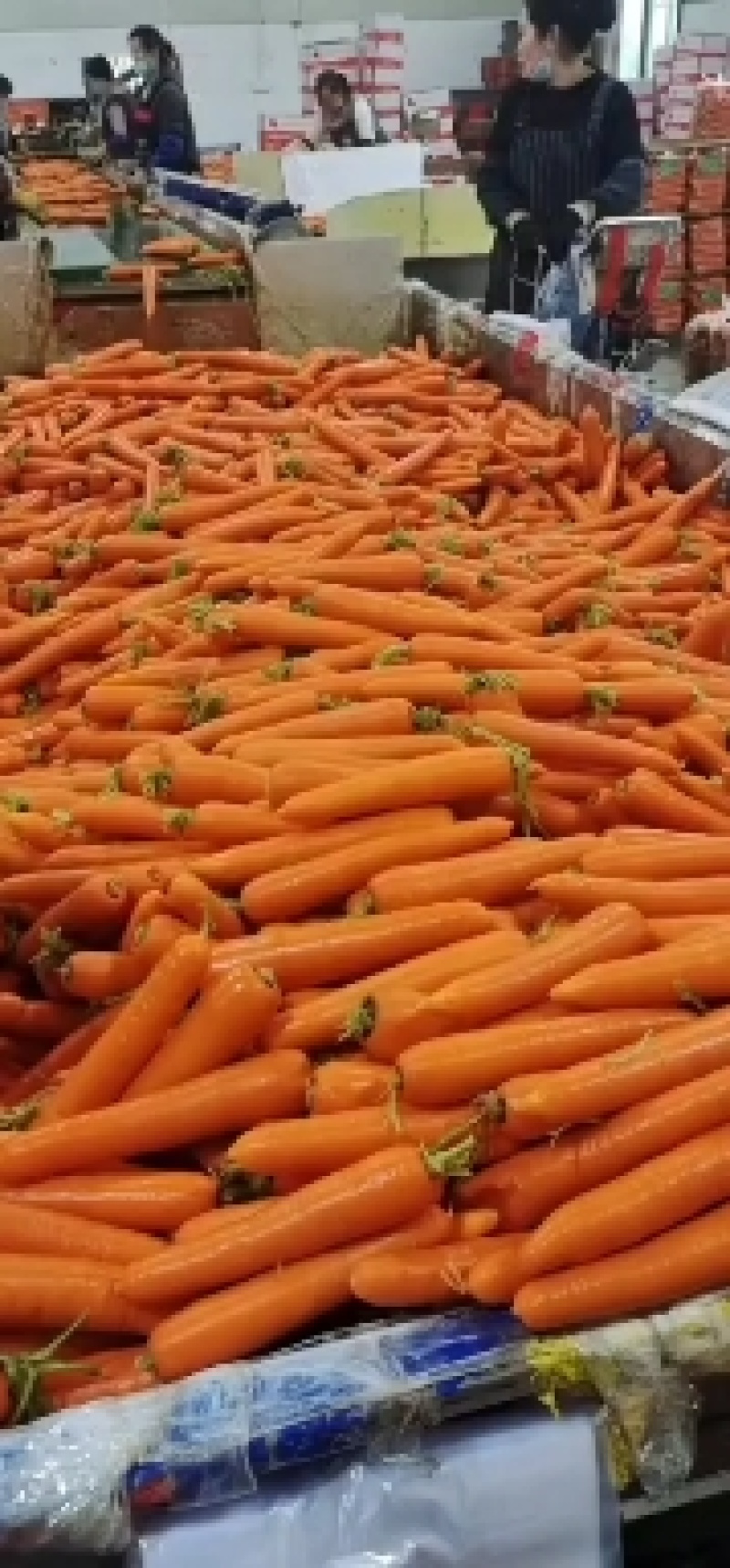 胡萝卜精品胡萝卜新鲜上市大量有货对接全国发