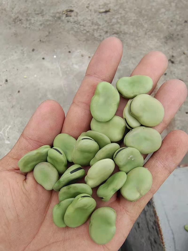 优质大青皮蚕豆，通鲜二号青皮蚕豆