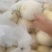星甜24，星甜20，星甜系列，白薄皮甜瓜，脆甜