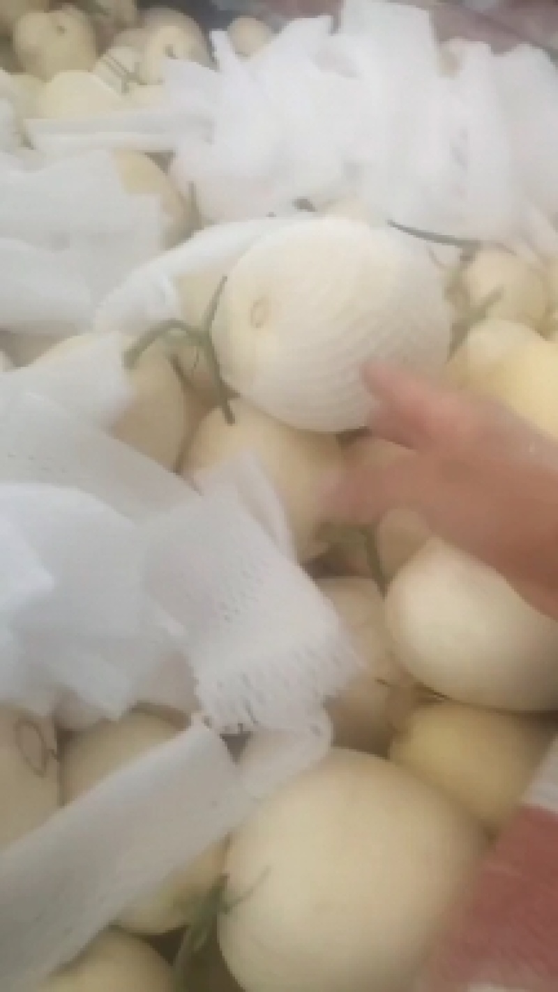 星甜24，星甜20，星甜系列，白薄皮甜瓜，脆甜
