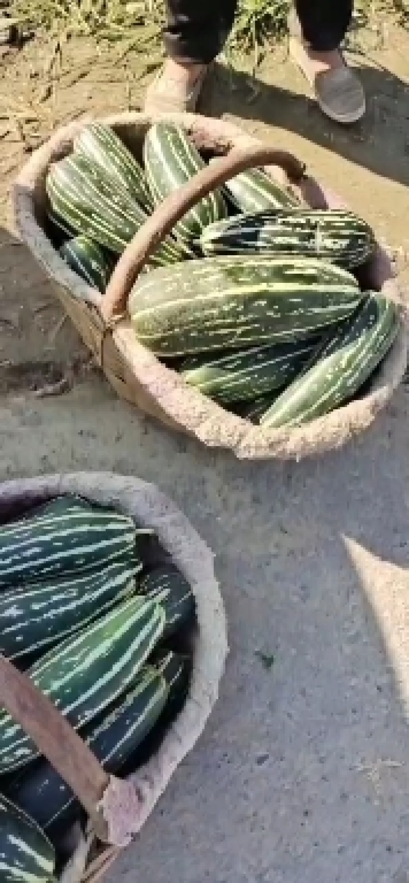 博洋九，白金蜜大量有货，博洋九四，博洋六一。