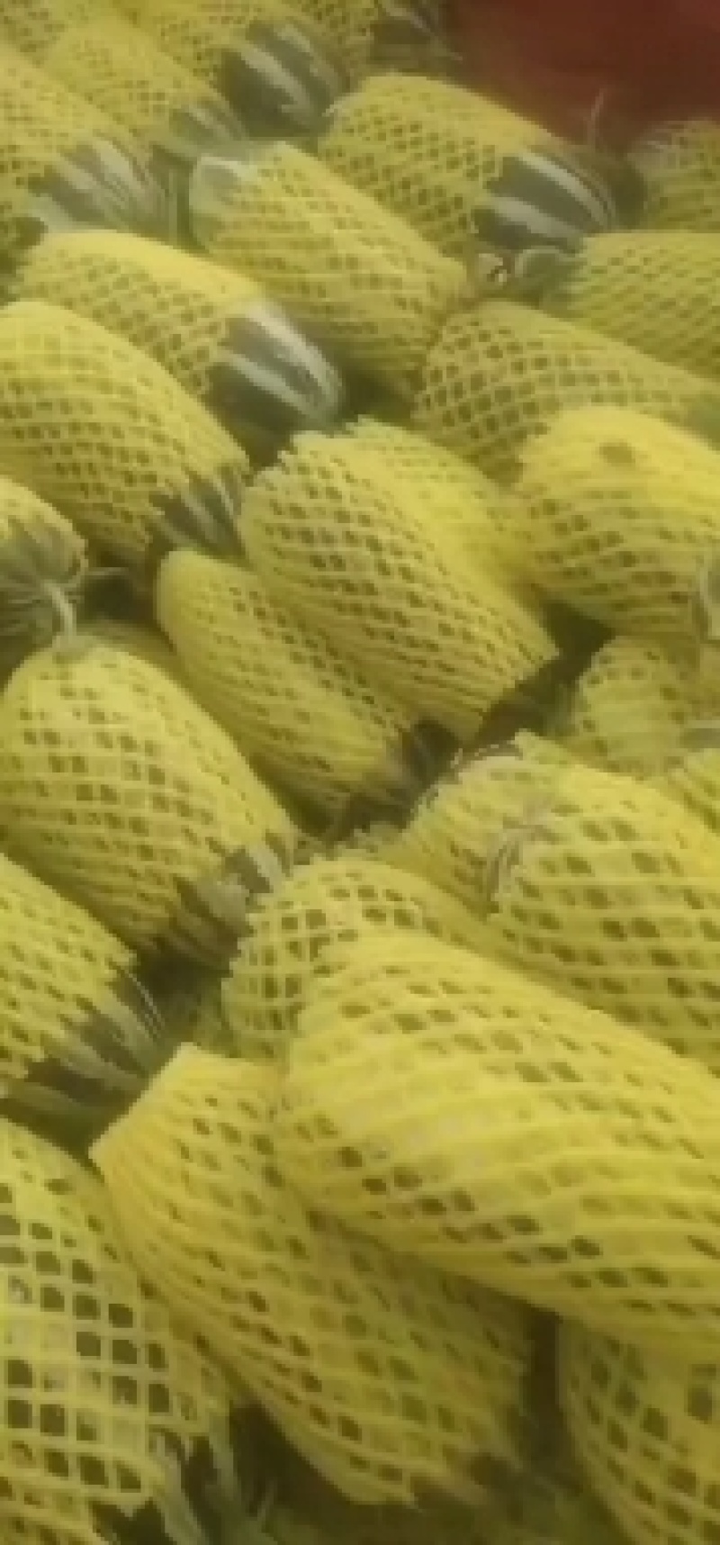 博洋九，白金蜜大量有货，博洋九四，博洋六一。