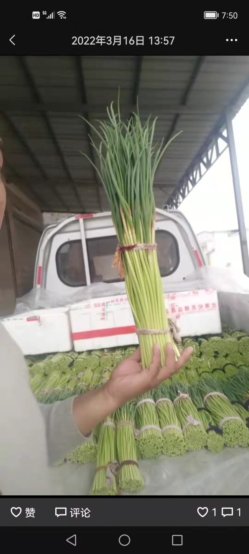 通许县红帽蒜苔，干苔，可存库，可走市场，毛包，分把原把