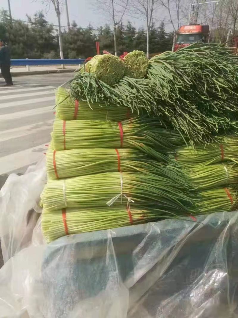 通许县红帽蒜苔，干苔，可存库，可走市场，毛包，分把原把