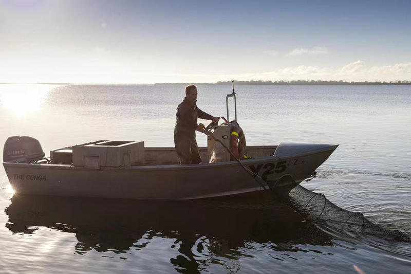新西兰，澳洲捕捞鳗鱼，起订量300kg，空运直达3种规格