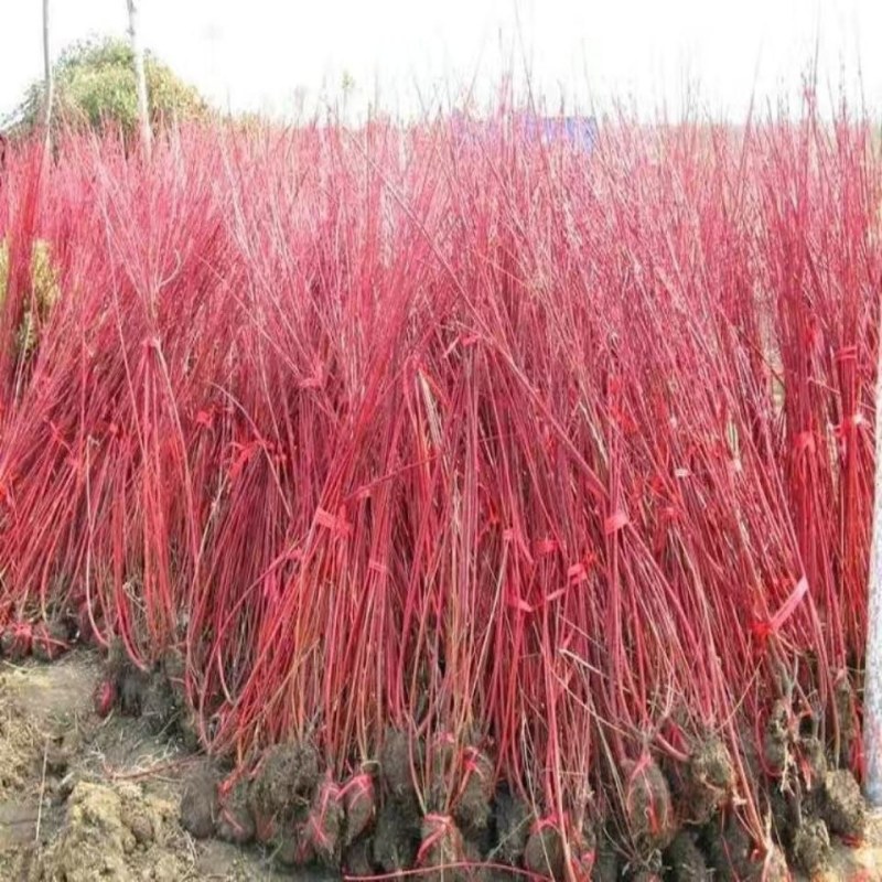 红瑞木苗基地常年出售红瑞木规格齐全欢迎选购