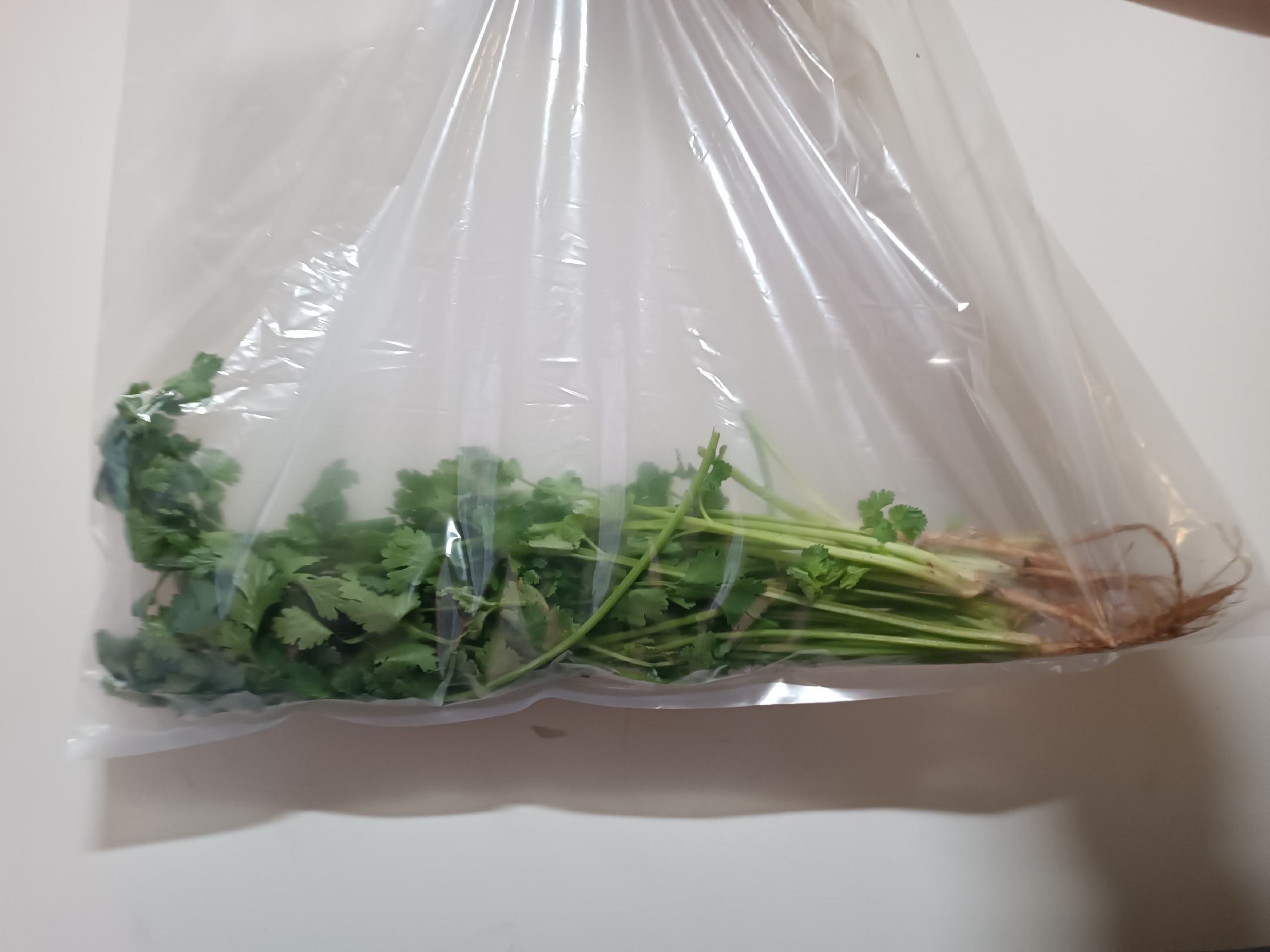 展示香菜被切段后放入密封袋,并标注冷冻保存的示意图 香菜冷冻保存示意图