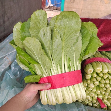 邯郸北地小白菜叶绿茎肥无白斑无干边可装箱一手货源基地直发