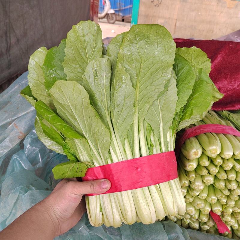 邯郸北地小白菜叶绿茎肥无白斑无干边可装箱一手货源基地直发