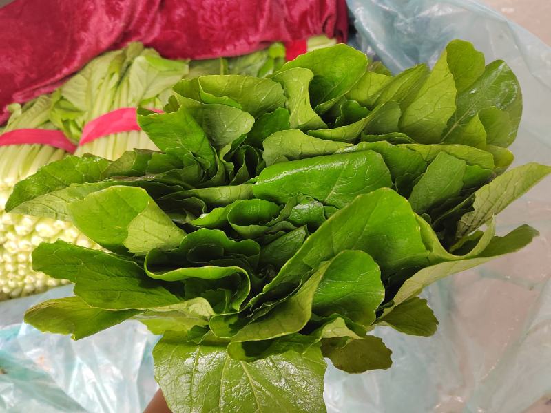 邯郸北地小白菜叶绿茎肥无白斑无干边可装箱一手货源基地直发