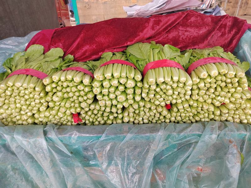 邯郸北地小白菜叶绿茎肥无白斑无干边可装箱一手货源基地直发