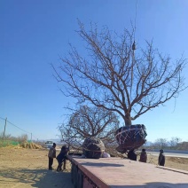精品山杏树地径10-20公分河北张家口地区货源价格有优