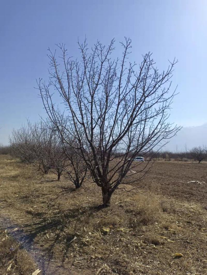 精品山杏树地径10-20公分河北张家口地区货源价格有优