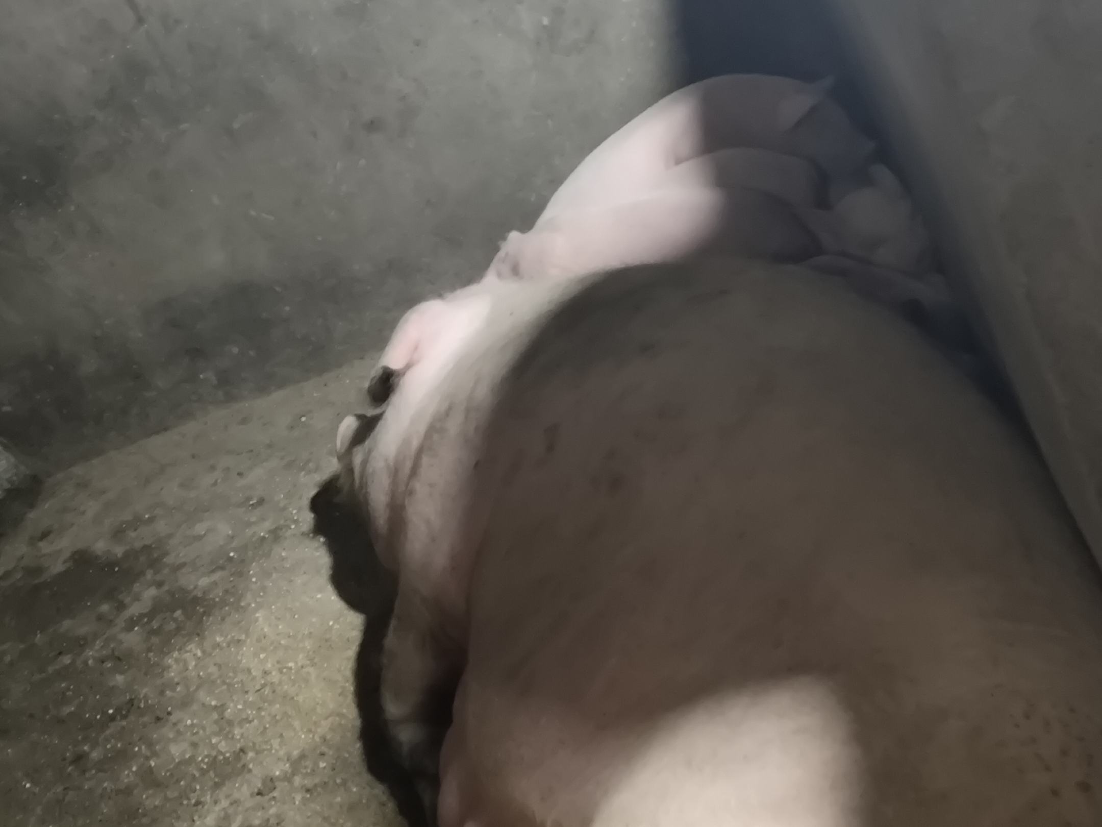 母猪难产人工助产