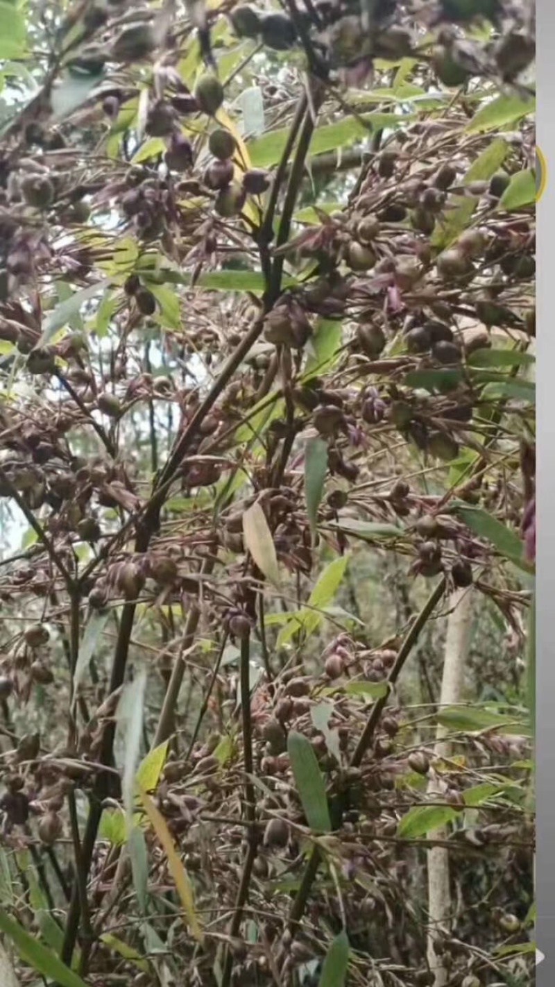罗汉竹种子