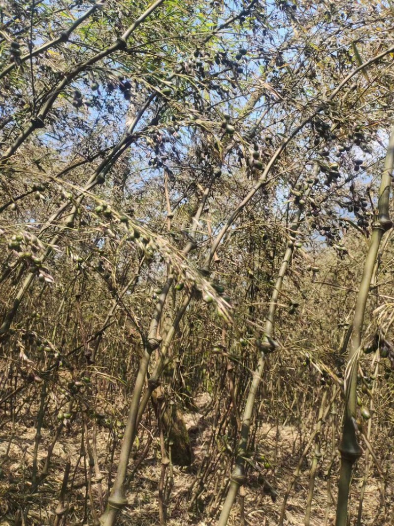 罗汉竹种子