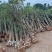 产地直销【处理桂花桂】占地桂花树截杆桂花树桩金桂八月桂