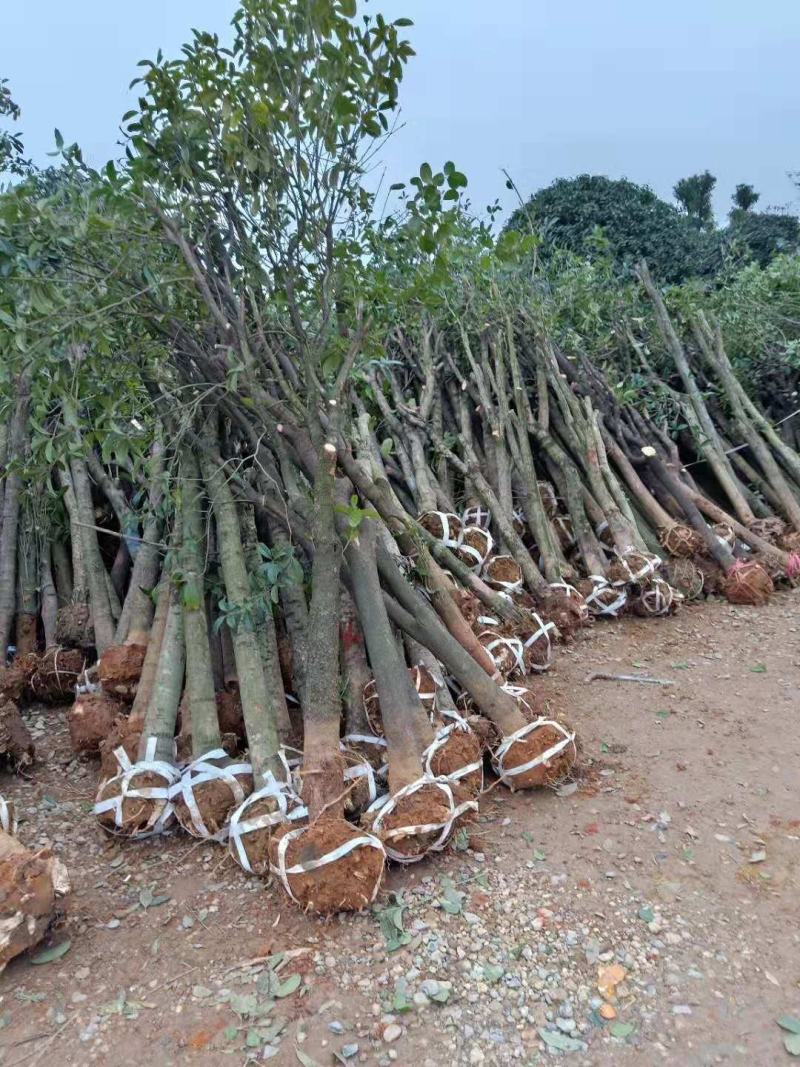 产地直销【处理桂花桂】占地桂花树截杆桂花树桩金桂八月桂