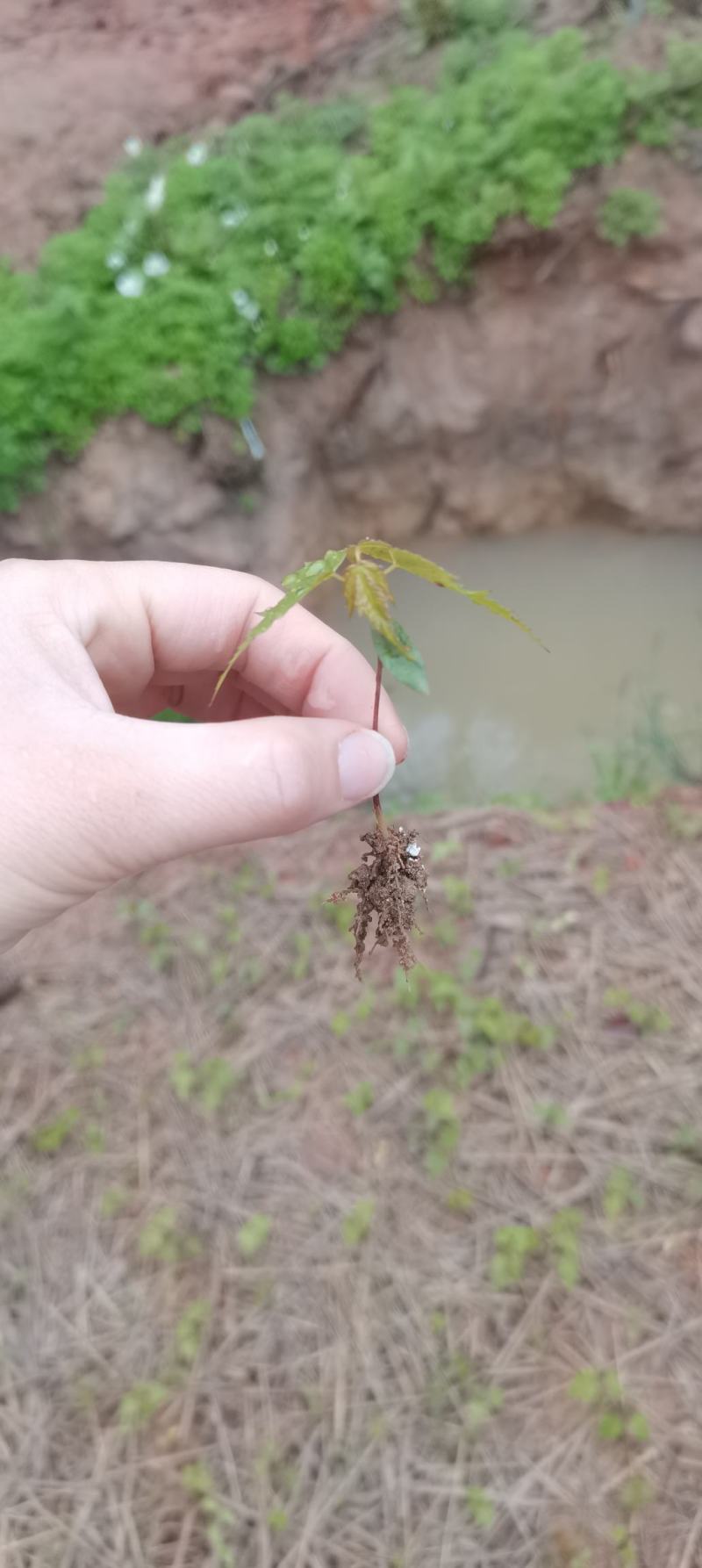 青枫芽苗，原生苗，江西青枫小苗，苗圃直供，走量批发