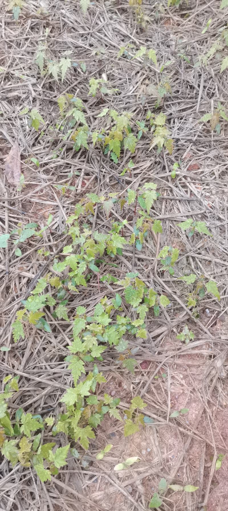 青枫芽苗，原生苗，江西青枫小苗，苗圃直供，走量批发