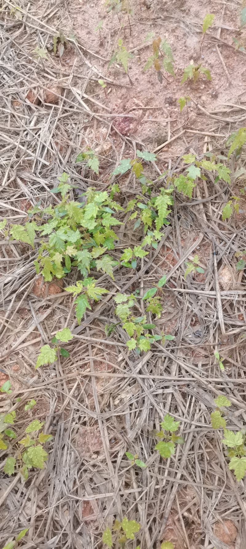 青枫芽苗，原生苗，江西青枫小苗，苗圃直供，走量批发