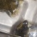 云南沙缸酸菜农家自制无盐酸菜酸汤豆豆专用酸菜开胃
