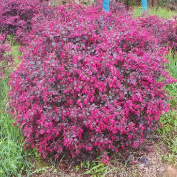 供应红花继木球,冠幅80cm-100cm