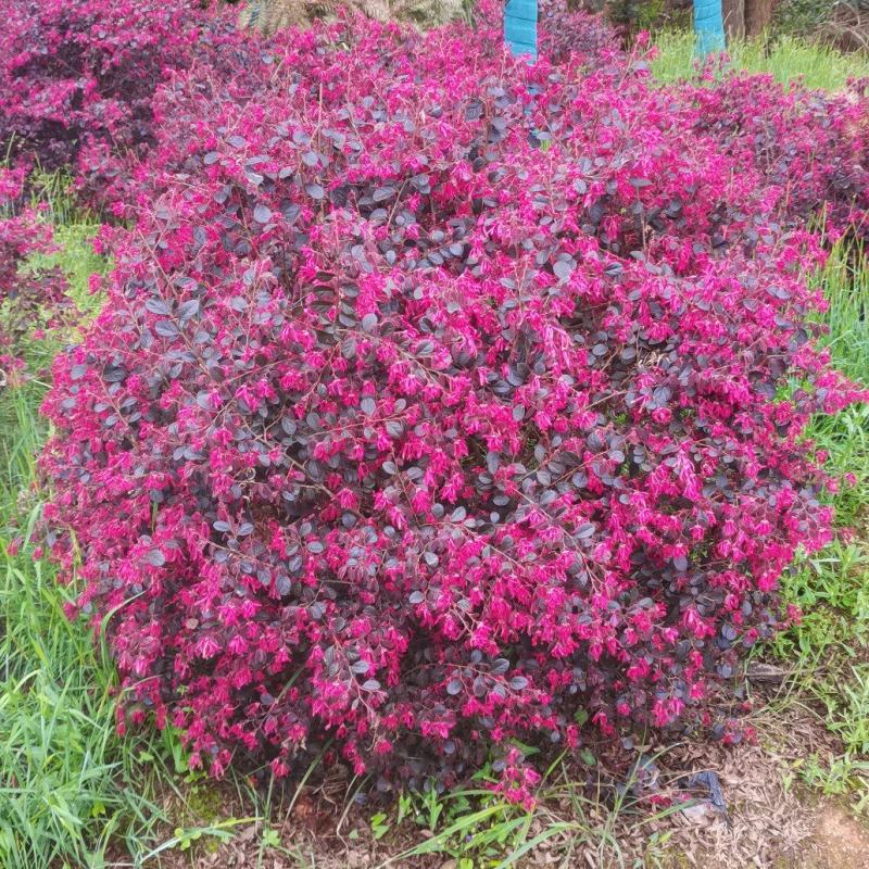 供应红花继木球,冠幅80cm-100cm
