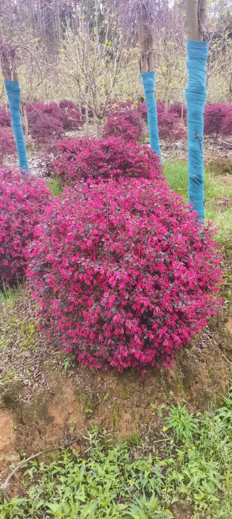 供应红花继木球,冠幅80cm-100cm