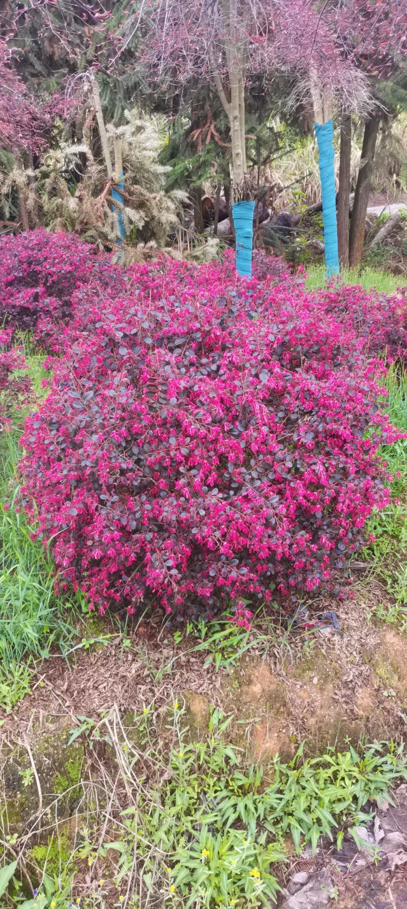 供应红花继木球,冠幅80cm-100cm
