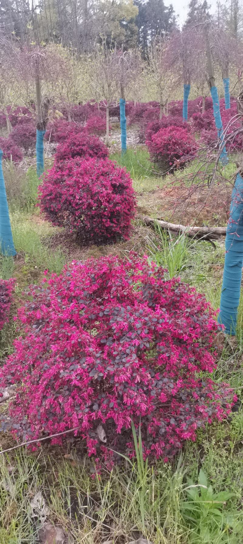 供应红花继木球,冠幅80cm-100cm