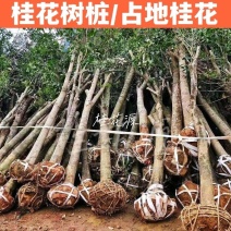 产地直销【处理桂花桂】占地桂花树截杆桂花树桩金桂八月桂