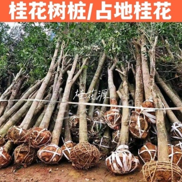 产地直销【处理桂花桂】占地桂花树截杆桂花树桩金桂八月桂