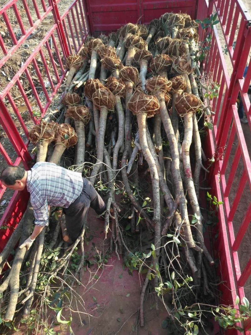 产地直销【处理桂花桂】占地桂花树截杆桂花树桩金桂八月桂