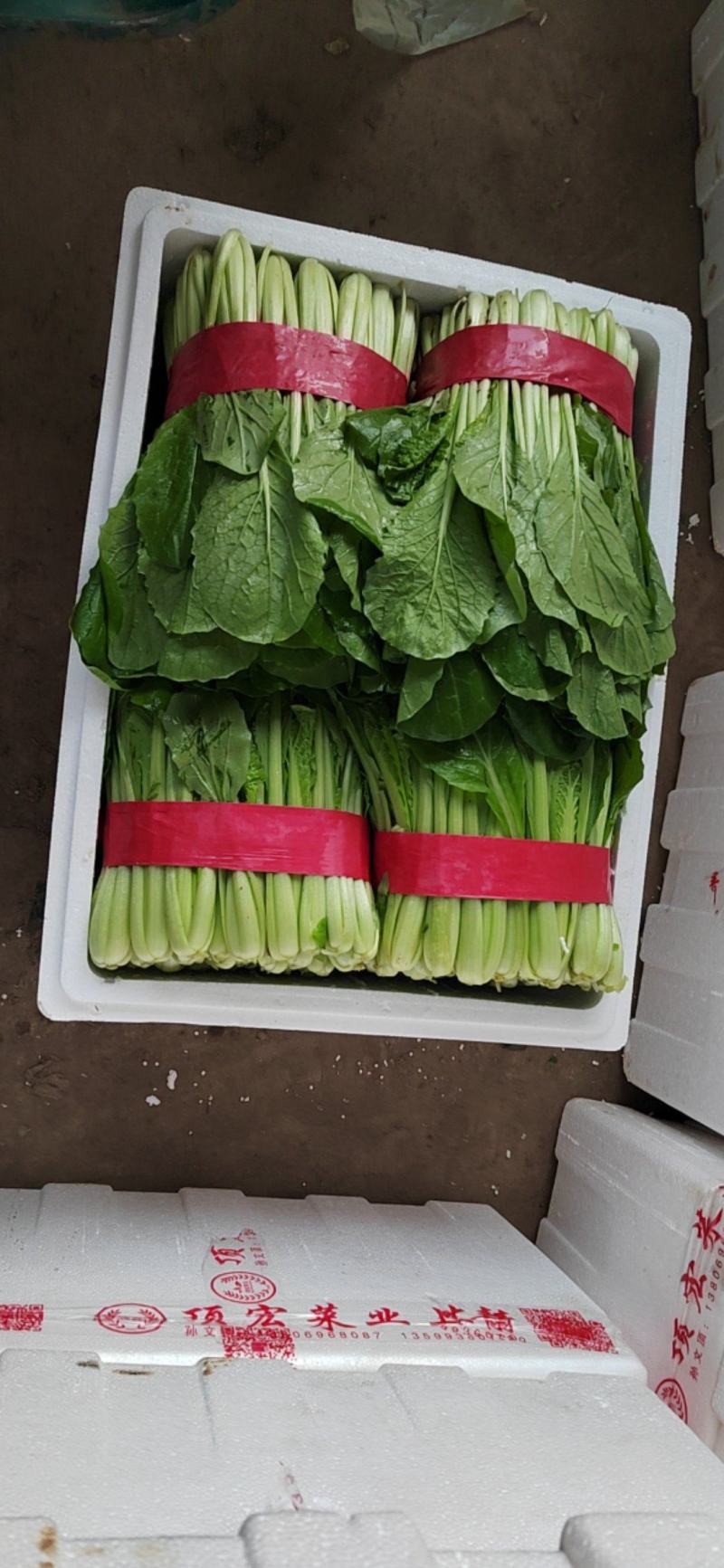 邯郸北地小白菜叶绿茎肥无白斑无干边可装箱一手货源基地直发