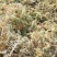 特级水苔优质水苔零售批发农户直销18375117891