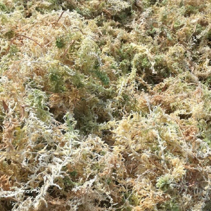 特级水苔优质水苔零售批发农户直销18375117891
