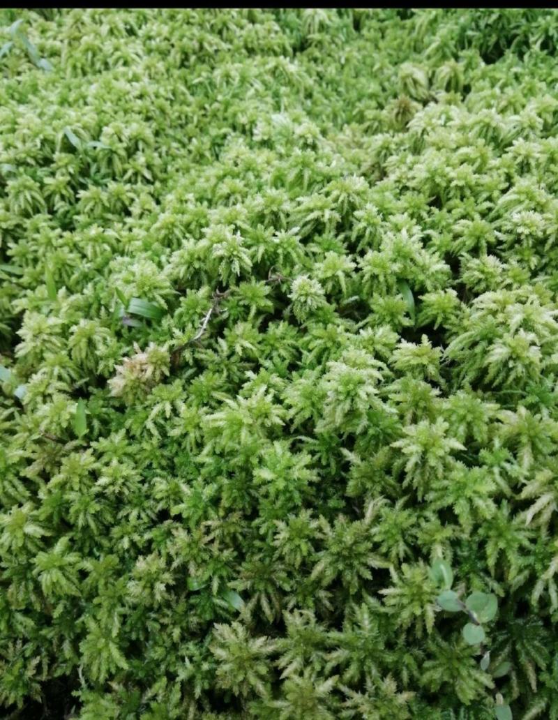 特级水苔优质水苔零售批发农户直销18375117891