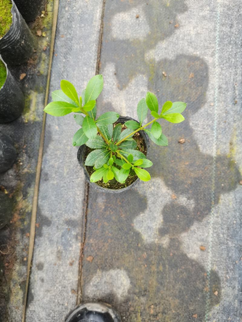 进口原生珍贵品种杜鹃，祝星杜鹃，耐寒耐热