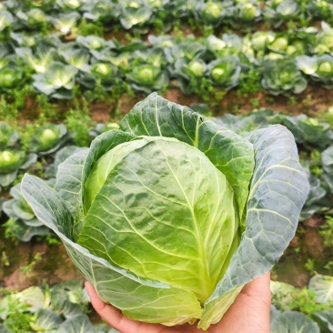 精品金包菜圆包菜希望品种，丽丽品种包菜鸡蛋心包菜水果包菜