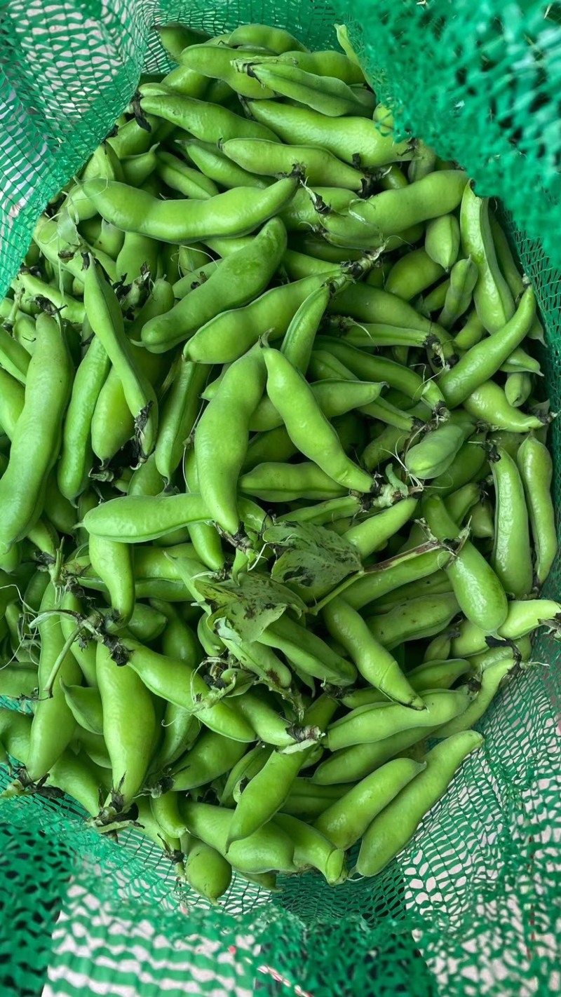 四川大白胡豆蚕豆粒粒饱满蚕豆大小车通接