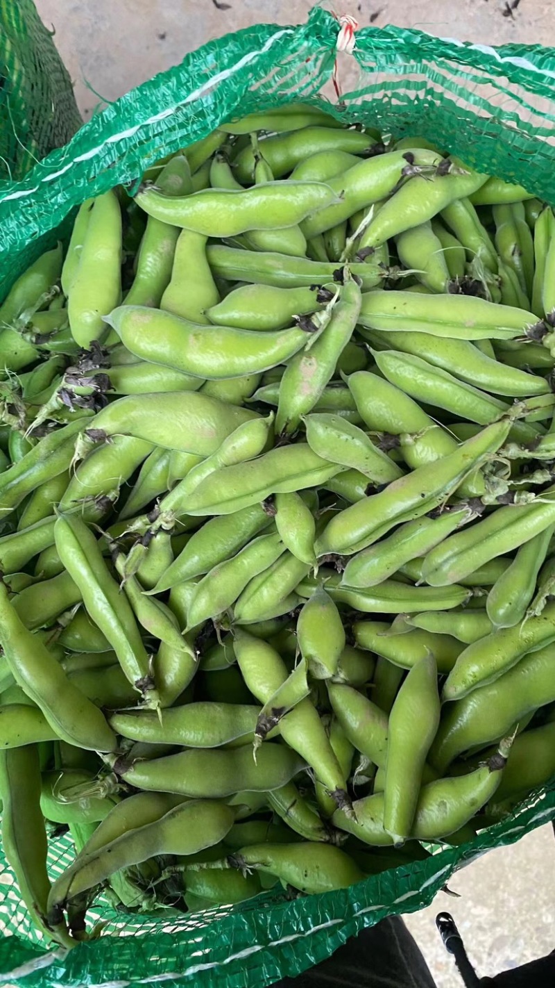 四川大白胡豆蚕豆粒粒饱满蚕豆大小车通接